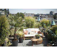 Terrasse ensoleillée avec canapé en bois, coussins blancs et diverses plantes en pots comme des palmiers devant un paysage urbain.