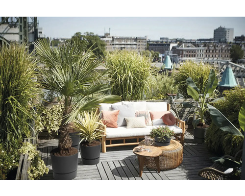 Terrasse ensoleillée avec canapé en bois, coussins blancs et diverses plantes en pots comme des palmiers devant un paysage urbain.