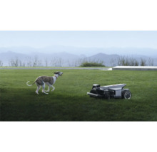 Ein dunkler Mähroboter auf einem grünen Rasen neben einem laufenden Hund vor einer Gebirgslandschaft.