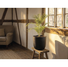 Schwarzer strukturierter runder Pflanztopf mit Palme auf Holzhocker in hellem Raum mit Fachwerk und Holzboden.