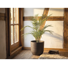 Grüne Palme in einem großen runden strukturierten braunen Pflanztopf auf Holzfußboden in einem rustikalen Zimmer mit Fachwerk und Fenster.