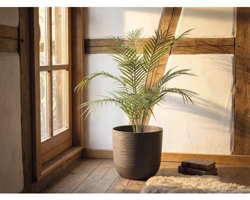 Grüne Palme in einem großen runden strukturierten braunen Pflanztopf auf Holzfußboden in einem rustikalen Zimmer mit Fachwerk und Fenster.