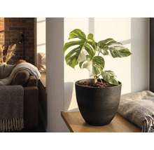 Monstera Deliciosa Variegata in dunklem Pflanztopf auf einem Holzregal in einem hellen Wohnzimmer.