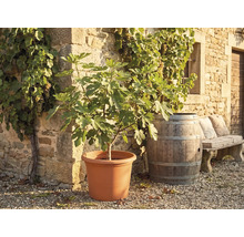 Figuier dans un grand pot devant un mur en pierre avec des vignes, un tonneau en bois et un banc en pierre.