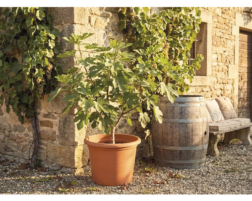 Figuier dans un grand pot devant un mur en pierre avec des vignes, un tonneau en bois et un banc en pierre.