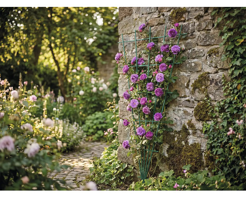Grünes Fächer-Rankgitter mit lila Kletterrosen an einer Natursteinmauer in einem hellen Garten.