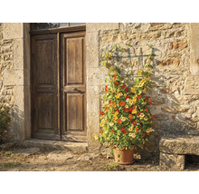 Treillis sur un mur en pierre naturelle à côté d'une porte en bois, planté de capucines dans un pot en terre cuite.