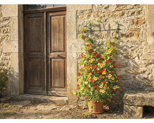 Treillis sur un mur en pierre naturelle à côté d'une porte en bois, planté de capucines dans un pot en terre cuite.