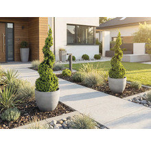 Jardin de devant moderne avec buis taillés en spirale dans des pots gris le long d'un chemin clair avec herbes ornementales et paillis.