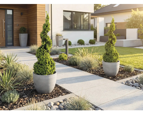 Jardin de devant moderne avec buis taillés en spirale dans des pots gris le long d'un chemin clair avec herbes ornementales et paillis.