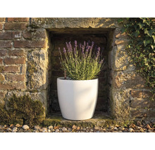 Pot de fleurs rond blanc avec de la lavande en fleurs dans une niche de mur en pierre avec indicateur de niveau d'eau.