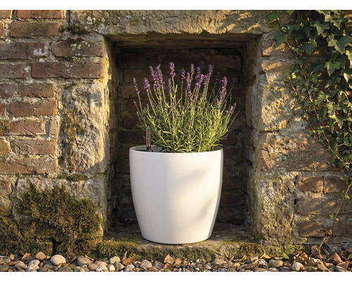 Pot de fleurs rond blanc avec de la lavande en fleurs dans une niche de mur en pierre avec indicateur de niveau d'eau.