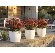 Trois cache-pots ronds blancs avec des roses rouges sur un muret en pierre dans un jardin moderne et lumineux.