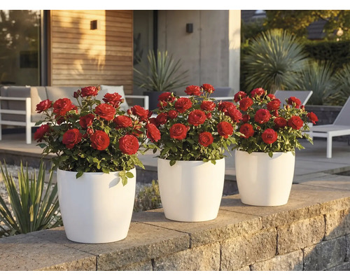 Trois cache-pots ronds blancs avec des roses rouges sur un muret en pierre dans un jardin moderne et lumineux.