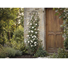Support pour plantes grimpantes en métal noir sur un mur en pierre avec rosier grimpant blanc à côté de la porte en bois dans le jardin.