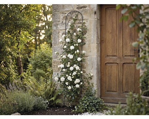 Support pour plantes grimpantes en métal noir sur un mur en pierre avec rosier grimpant blanc à côté de la porte en bois dans le jardin.