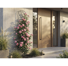 Rosiers grimpants sur un support en métal à côté d'une porte d'entrée moderne en bois sur un mur en béton clair.