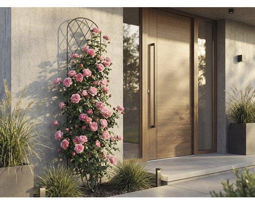Rosiers grimpants sur un support en métal à côté d'une porte d'entrée moderne en bois sur un mur en béton clair.