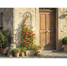 Treillis métallique cintré avec une plante grimpante en fleur contre un mur en pierre rustique à côté d'une porte en bois.