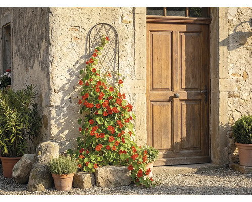 Treillis métallique cintré avec une plante grimpante en fleur contre un mur en pierre rustique à côté d'une porte en bois.