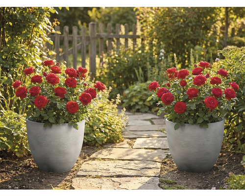Deux jardinières grises striées contenant des roses rouges bordent un chemin en pierre dans un jardin ensoleillé avec une clôture en bois.