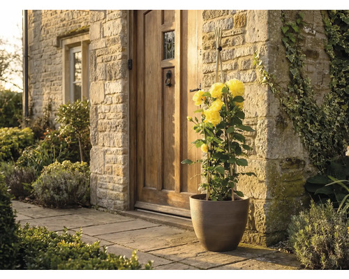 Gelbe Kletterrose in einem braunen Pflanzkübel vor einem Hauseingang mit Natursteinmauer und Holztür.