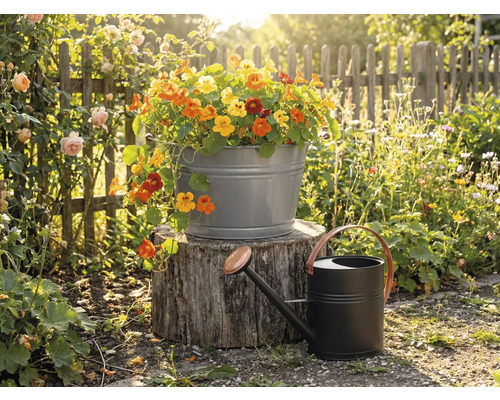 Bassine en zinc avec des capucines sur une souche à côté d'un arrosoir en métal noir dans un jardin ensoleillé avec clôture en bois.