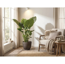 Grande Alocasia dans un pot de fleurs foncé dans un salon lumineux à côté d'un fauteuil avec des coussins et un plaid.