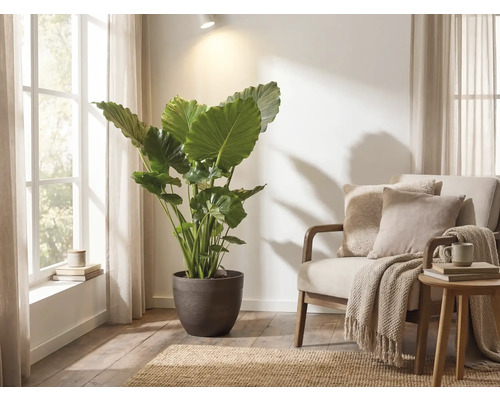 Grande Alocasia dans un pot de fleurs foncé dans un salon lumineux à côté d'un fauteuil avec des coussins et un plaid.