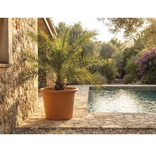 Großer terracottafarbener Pflanzkübel mit Palme auf Steinterrasse am Pool in heller, mediterraner Gartenumgebung.