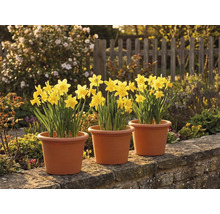Trois pots de narcisses jaunes posés sur un muret en pierre dans un jardin ensoleillé avec une clôture en bois.
