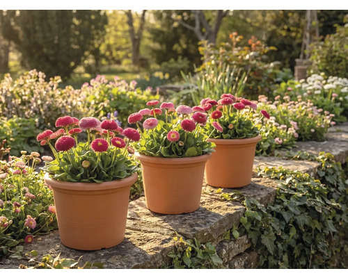 Trois pots de pâquerettes roses (Bellis perennis) sur un mur en pierre naturelle dans un jardin lumineux et planté.