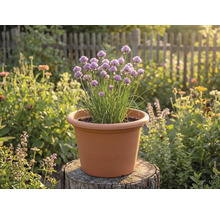 Blühender Schnittlauch in einem terrakottafarbenen Kunststofftopf auf einem Baumstumpf in einem hellen Garten.