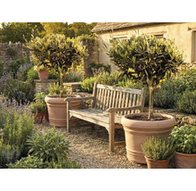Deux oliviers dans de grands pots en terre cuite à côté d'un banc de jardin en bois dans un jardin méditerranéen avec des herbes aromatiques.