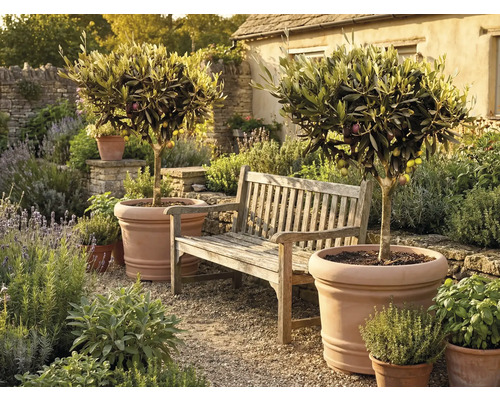 Deux oliviers dans de grands pots en terre cuite à côté d'un banc de jardin en bois dans un jardin méditerranéen avec des herbes aromatiques.