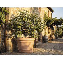 Figuier avec fruits dans un grand bac en terre cuite devant un mur en pierre rustique dans un espace extérieur ensoleillé avec tonneaux.