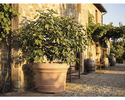 Figuier avec fruits dans un grand bac en terre cuite devant un mur en pierre rustique dans un espace extérieur ensoleillé avec tonneaux.