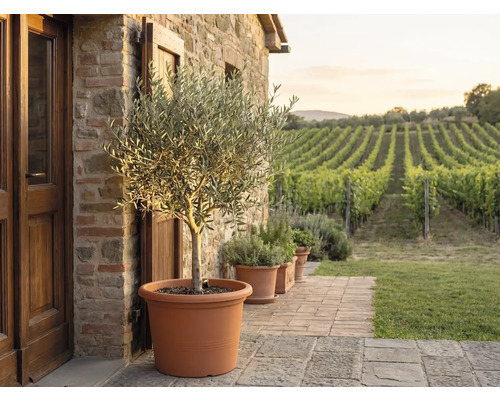 Olivier dans un grand pot en terre cuite sur une terrasse en pierre devant un mur en pierre naturelle avec vue sur un vignoble.
