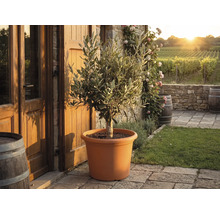 Olivenbaum am terracottafaarwege Kunststofftopf op enger Steinterrass virun engem rustikale Haus mat Wéngerten am Hannergrond.