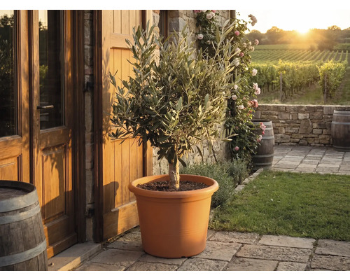 Olivenbaum am terracottafaarwege Kunststofftopf op enger Steinterrass virun engem rustikale Haus mat Wéngerten am Hannergrond.