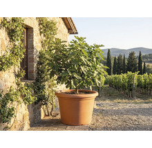 Feigenbaum an engem grousse terrakottafaarwege Planzendëppen virun enger rustikaler Steemauer mat Bléck op ee Wéngert.