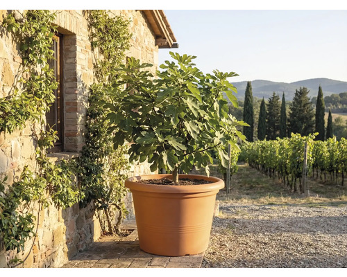 Feigenbaum an engem grousse terrakottafaarwege Planzendëppen virun enger rustikaler Steemauer mat Bléck op ee Wéngert.