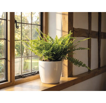 Ein Farn in einem weißen Blumentopf auf einer hölzernen Fensterbank neben einem Sprossenfenster in einem hellen Raum mit Fachwerk.