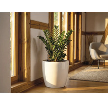 Plante Zamioculcas dans un grand pot blanc brillant sur un parquet dans une pièce lumineuse avec des poutres en bois et fenêtres.