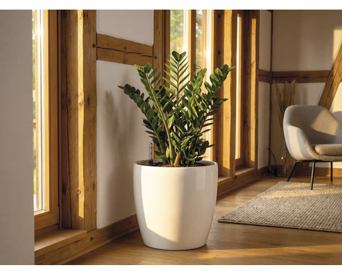 Plante Zamioculcas dans un grand pot blanc brillant sur un parquet dans une pièce lumineuse avec des poutres en bois et fenêtres.