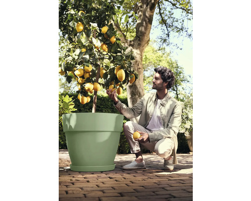 Homme agenouillé à côté d'un grand pot de fleurs vert clair avec un citronnier sur une terrasse ensoleillée.
