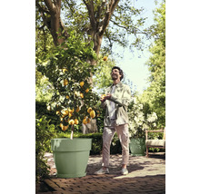 Citronnier dans un grand bac à plantes vert clair dans un jardin clair et ensoleillé avec un homme lançant un citron.