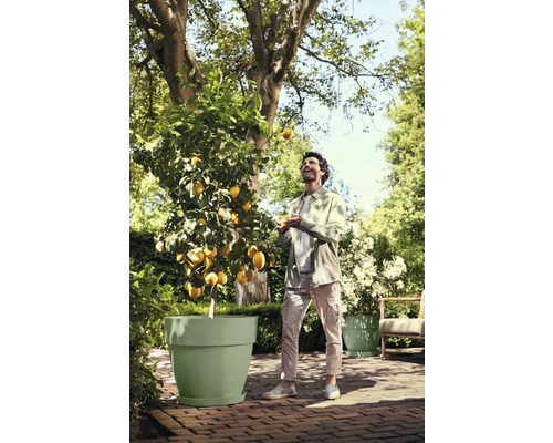 Citronnier dans un grand bac à plantes vert clair dans un jardin clair et ensoleillé avec un homme lançant un citron.
