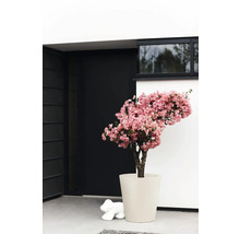 Bougainvillier rose dans un pot de fleurs crème devant l'entrée d'une maison moderne avec une porte noire.