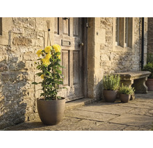 Rosier grimpant jaune dans un pot avec tuteur devant un mur en pierre naturelle et une porte en bois.